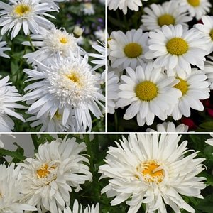 Leucanthemum Collection